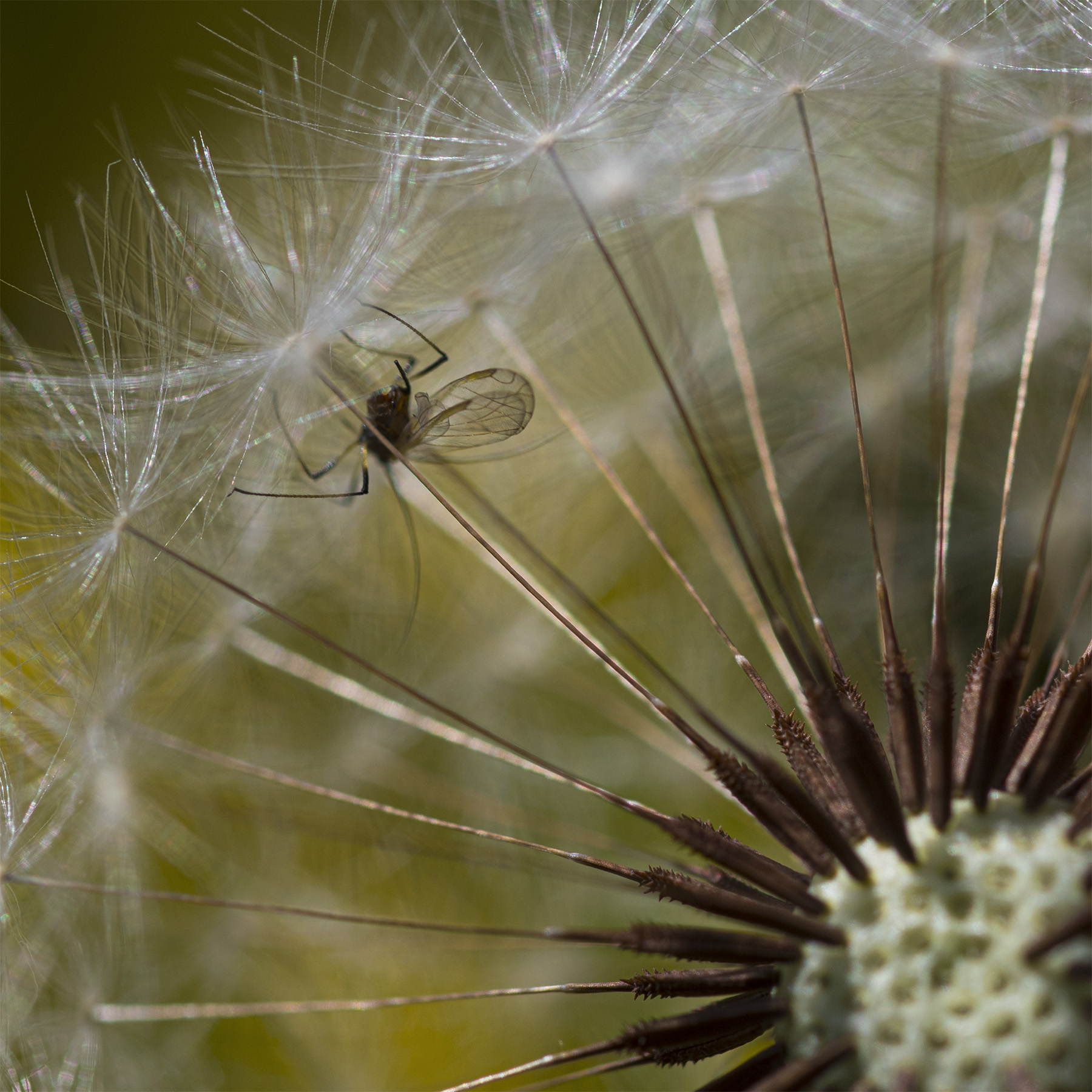 quad_macro_home_Apr2020