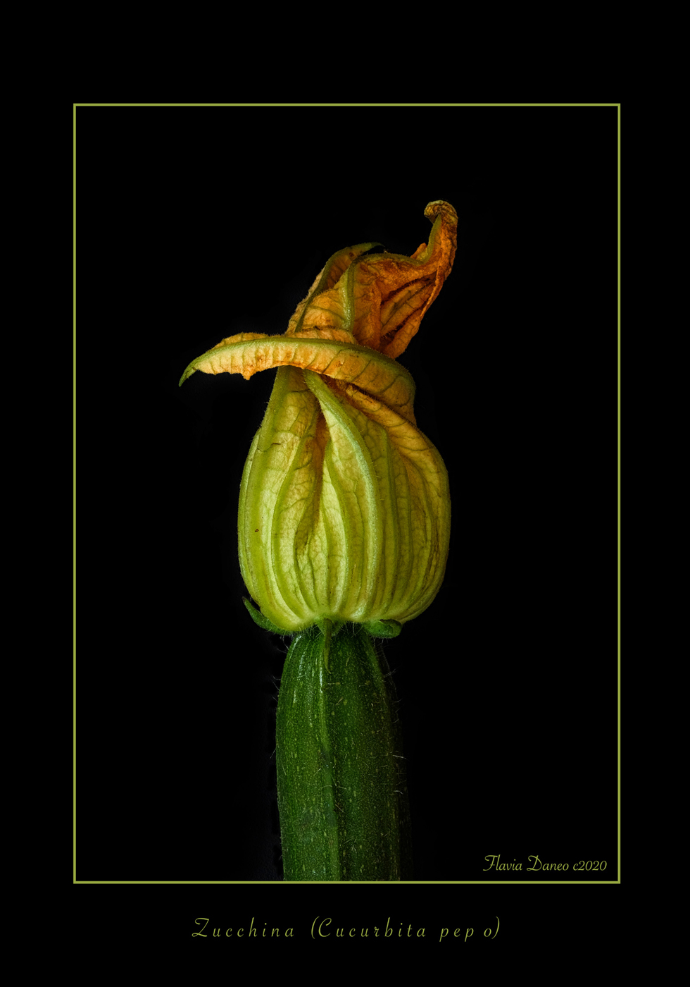 Herbarium #zucchina
