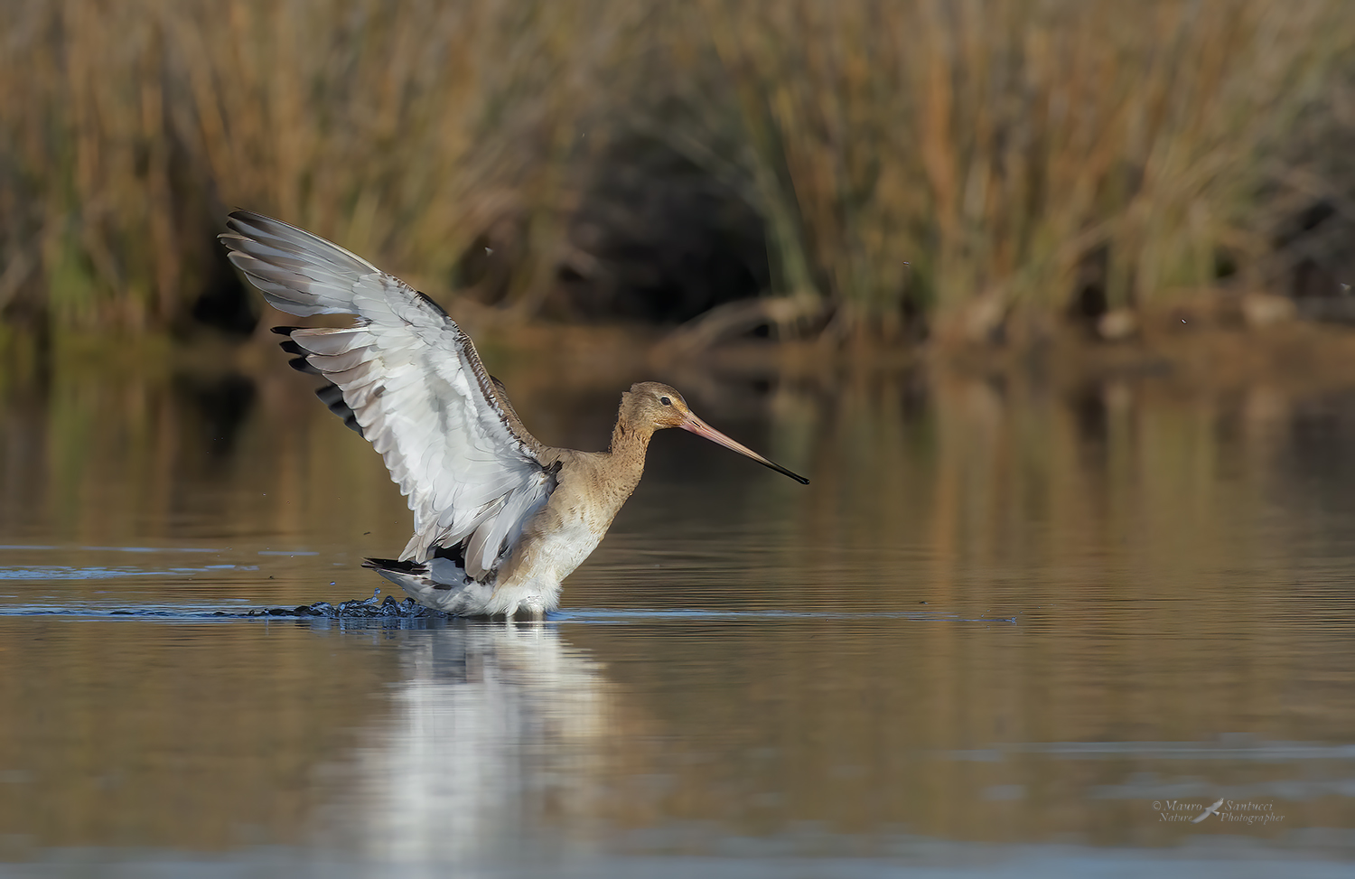 Pittima-reale_DSC9241