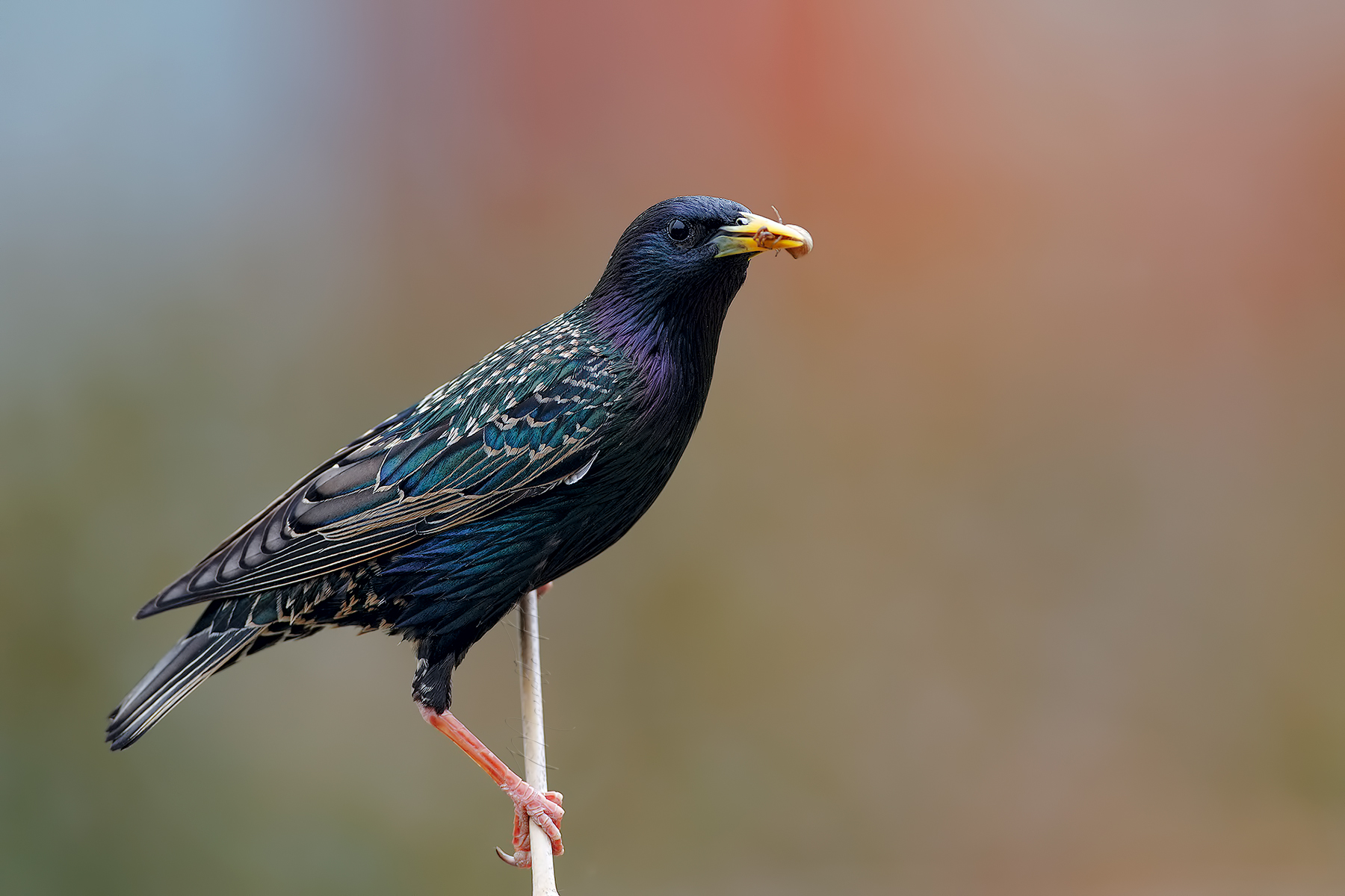 Storno con piccolo ragno per preda