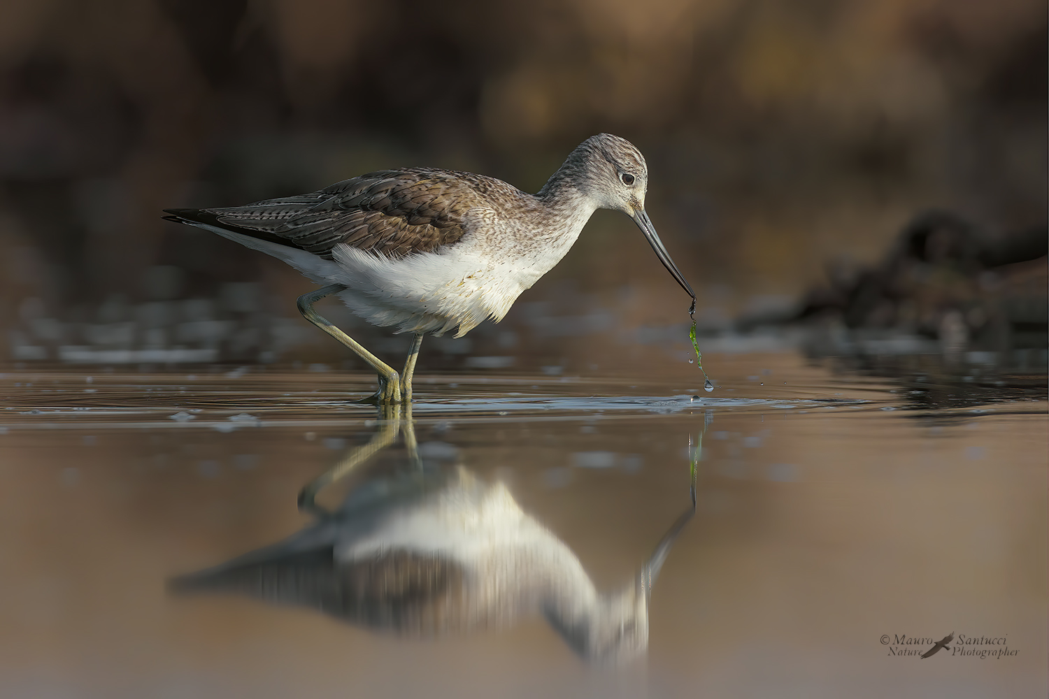 Pantana_Tringa-nebularia_DSC5765