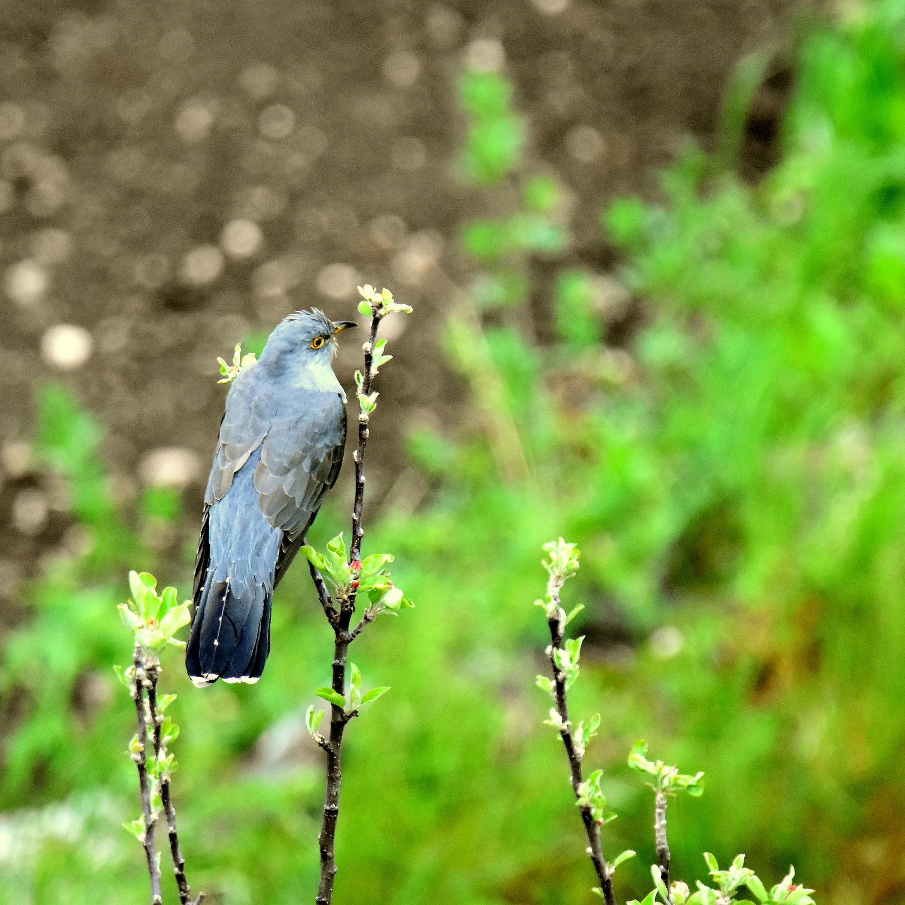 Cuculo...dal balcone