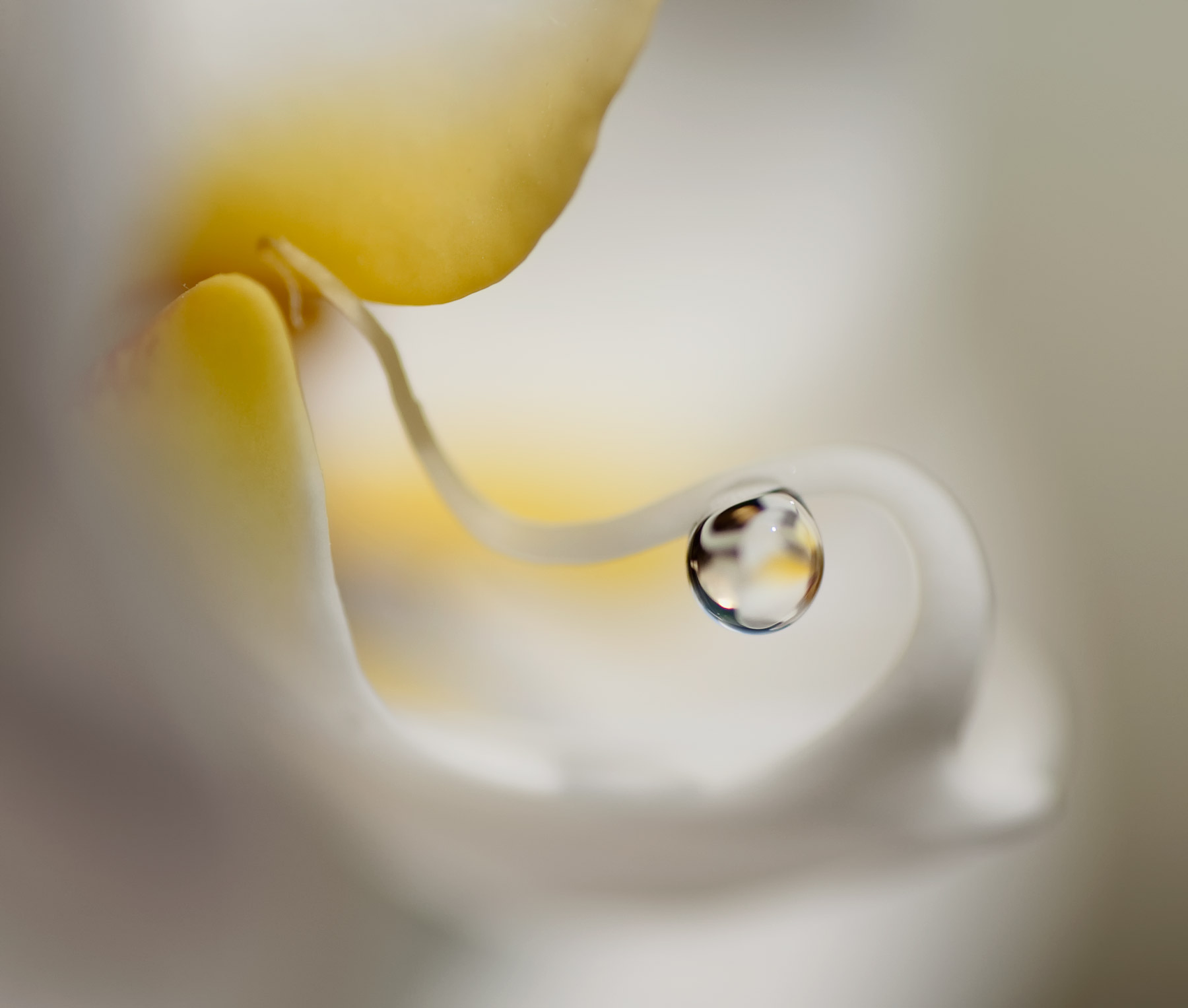 anche gli angeli piangono..