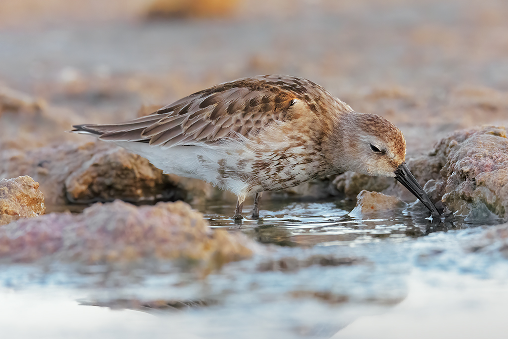 Piovanello pancianera