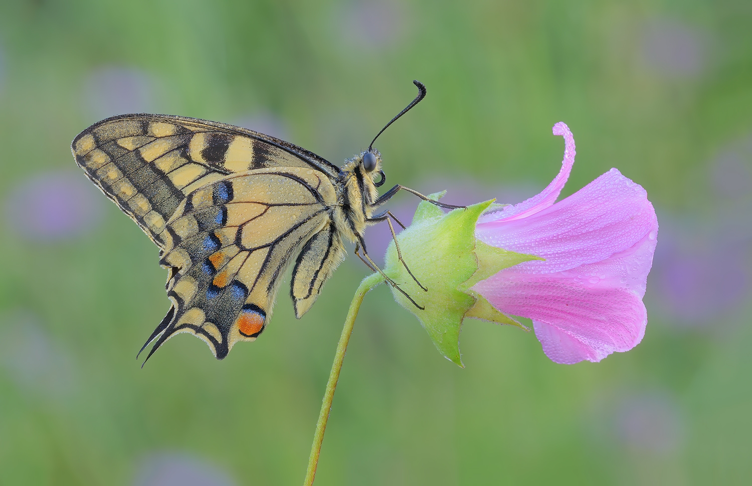 430� Contest: Free4U