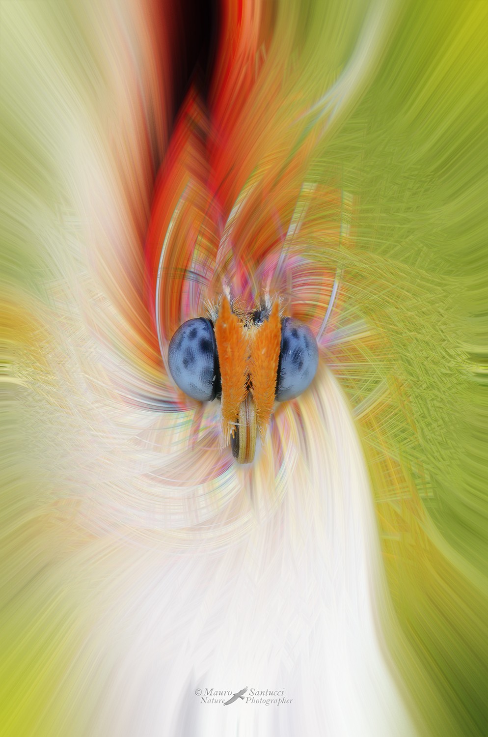 butterfly-eyes-twirl_DSC5178