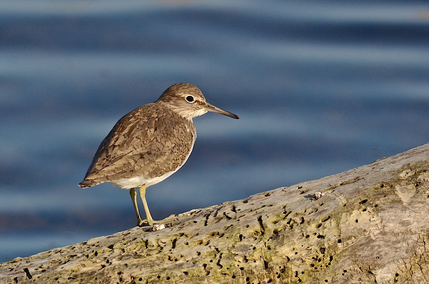 La riflessione del piro piro