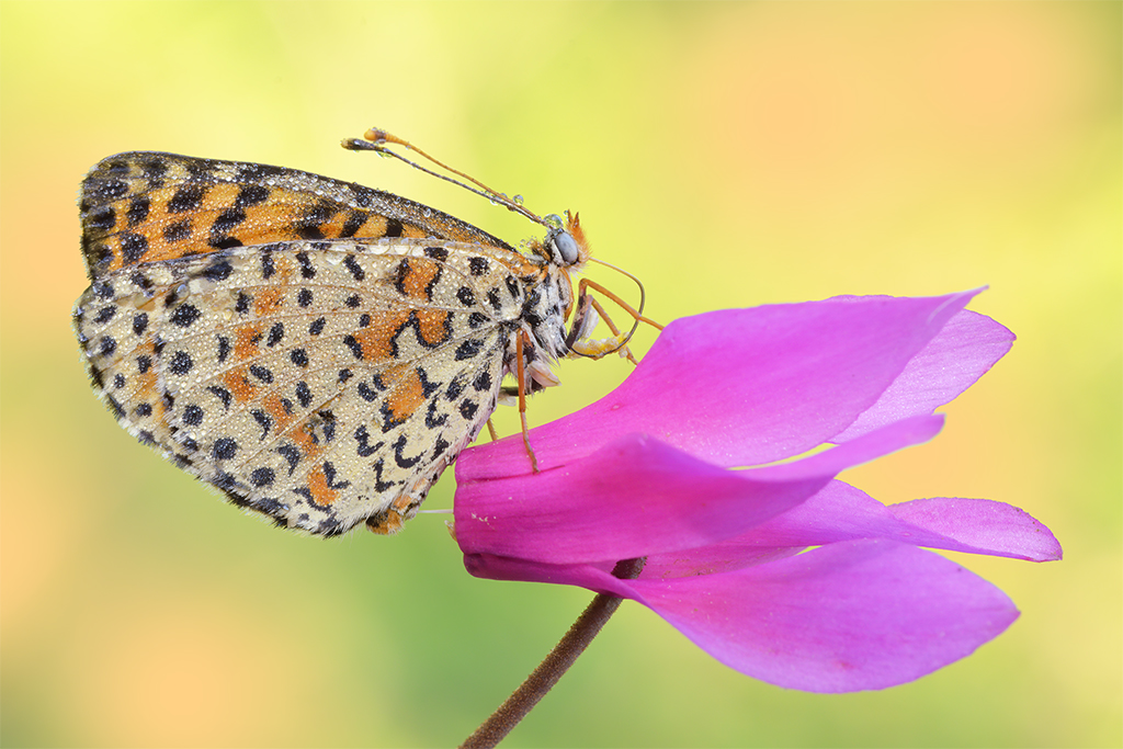 Melitaea didyma