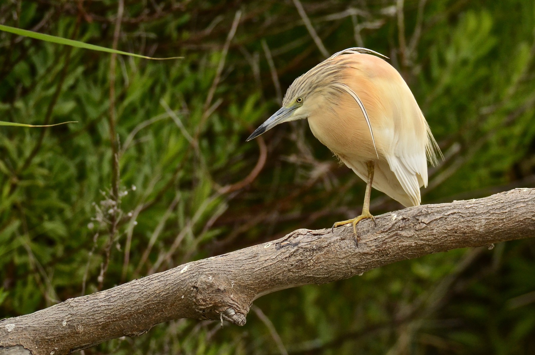 Sgarza monca della Sentina