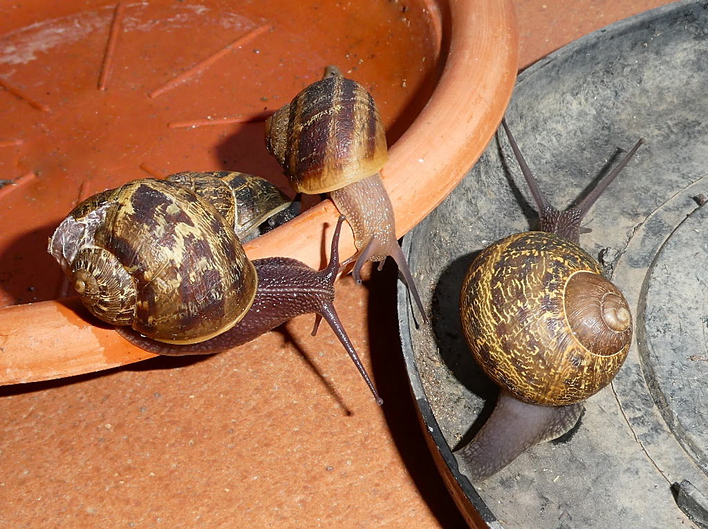 *** Quattro amici al bar ***