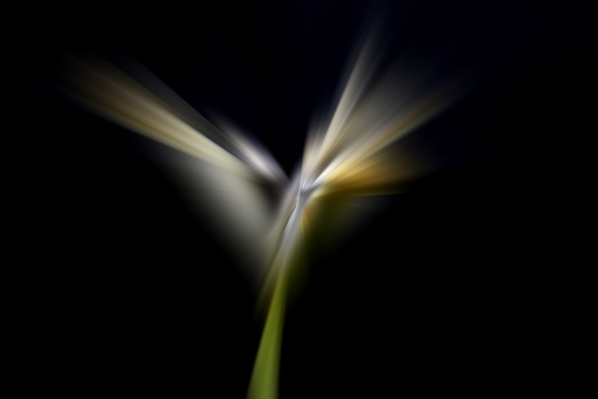 Bocca di leone in libert�