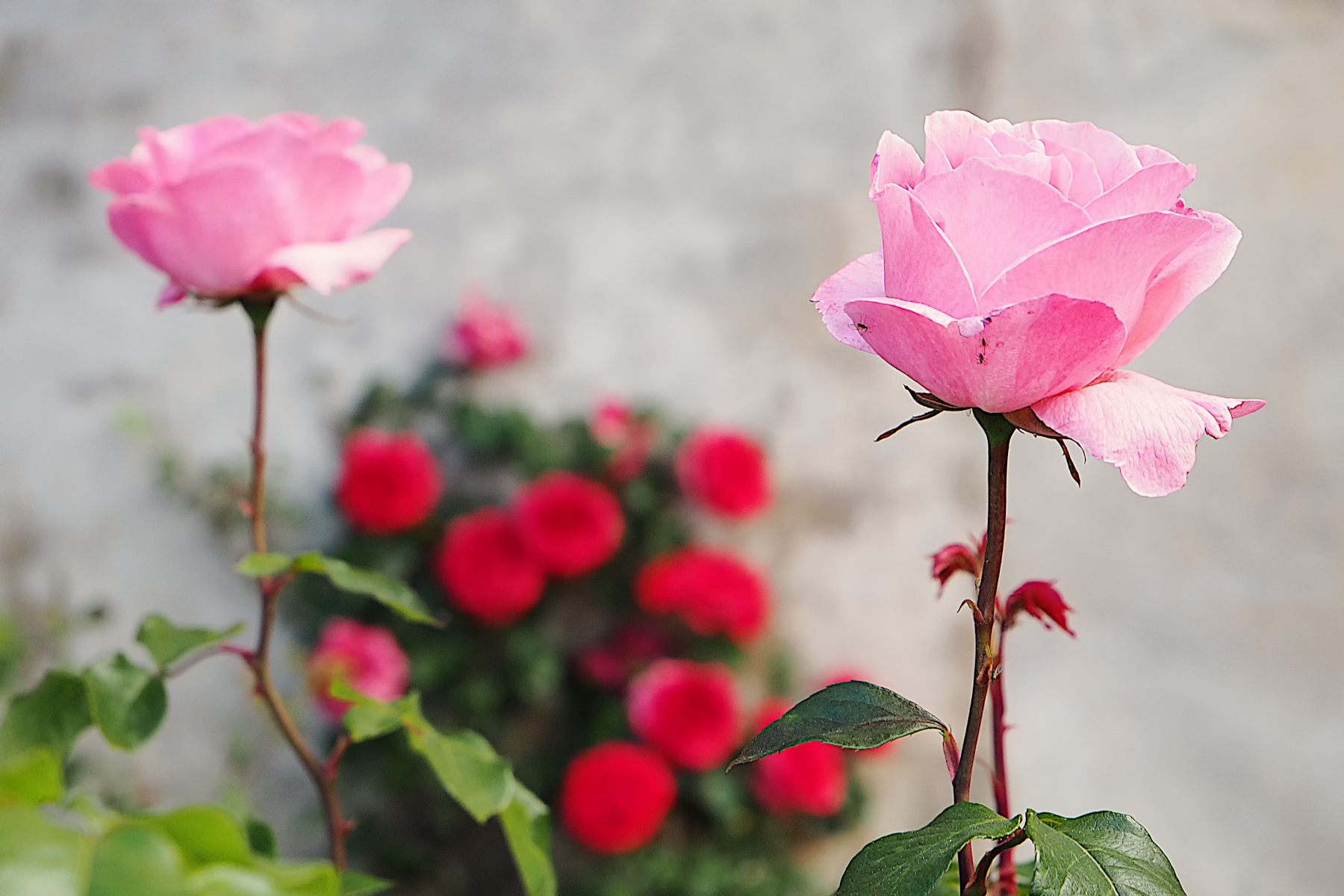 Rose di maggio