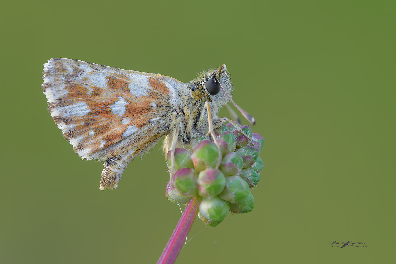 Spialia sertorius_DSC0092