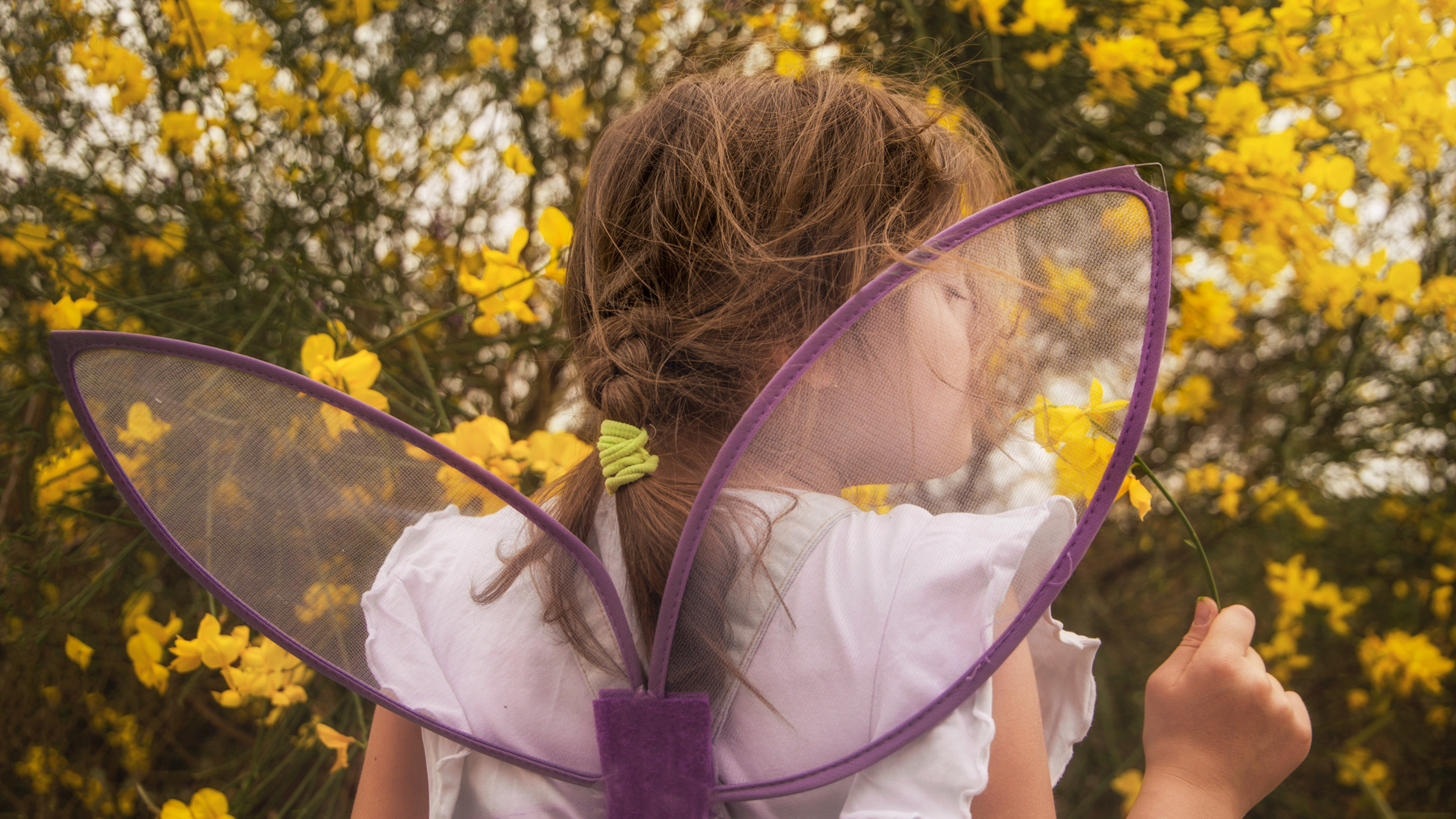 La farfalla e la ginestra