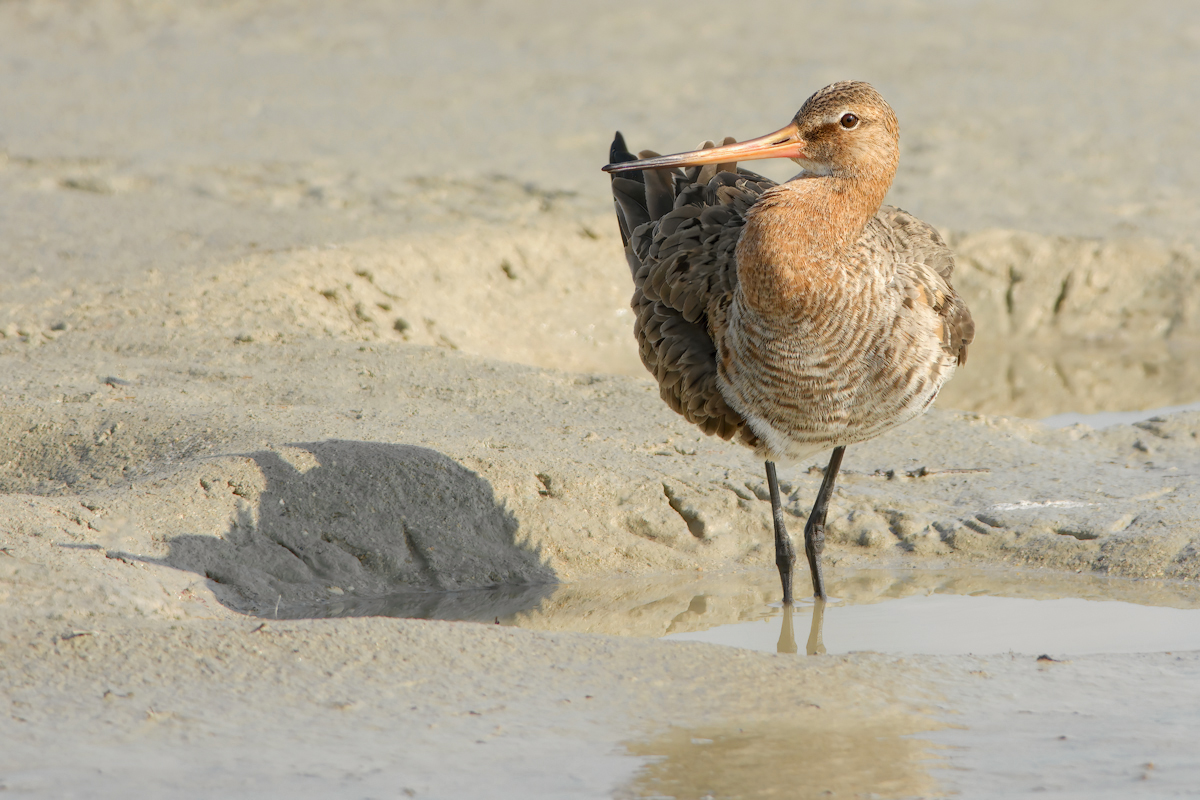 Pittima reale (Limosa limosa)