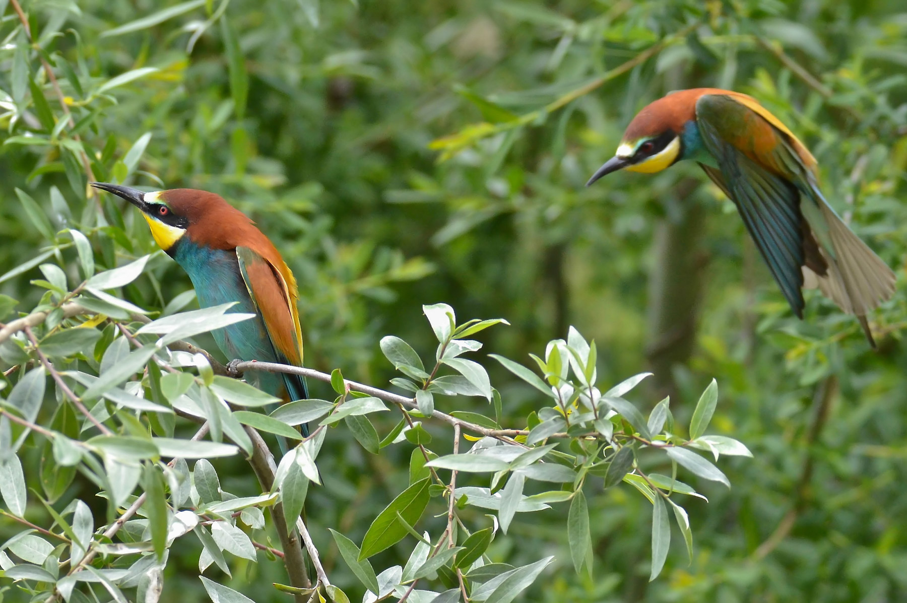 Scansete, che rrivo io...