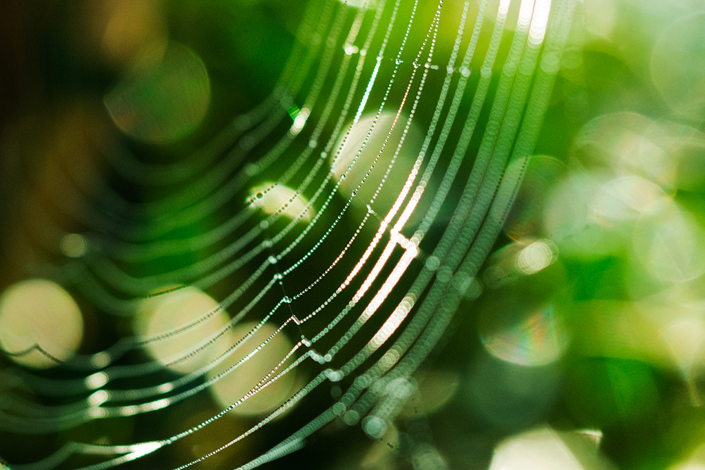 ragnatela di rugiada