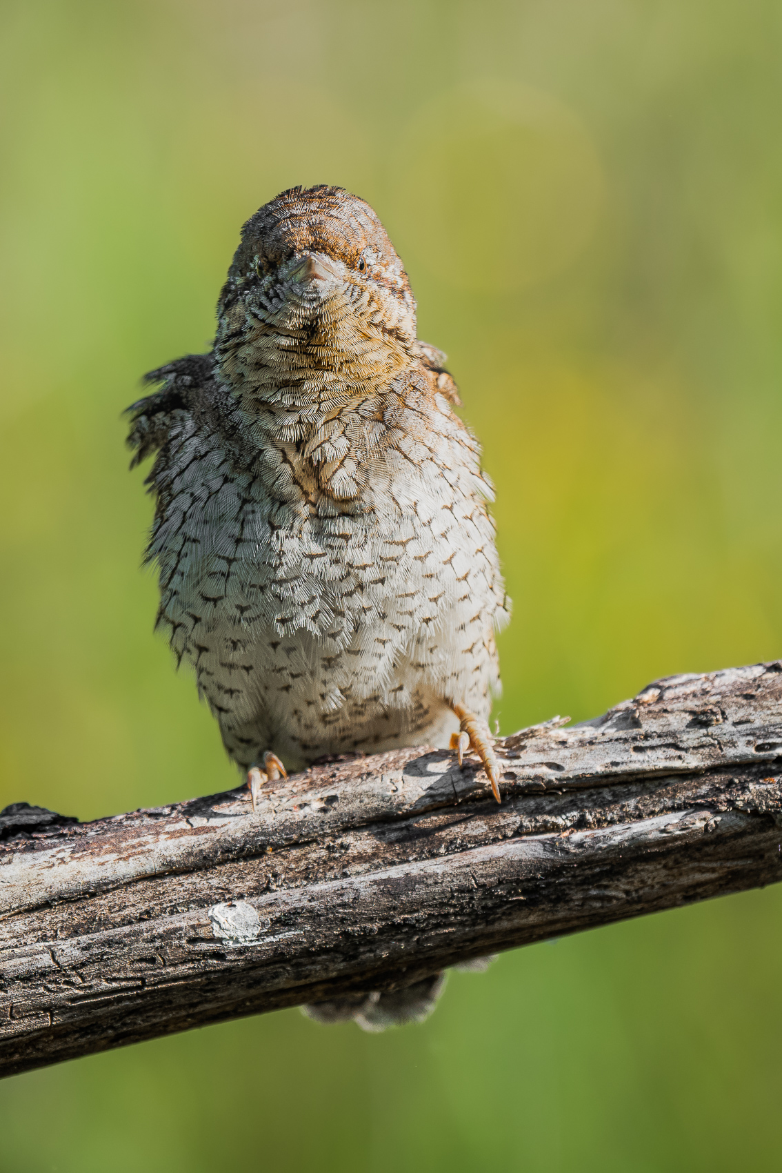 torcicollo incavolato