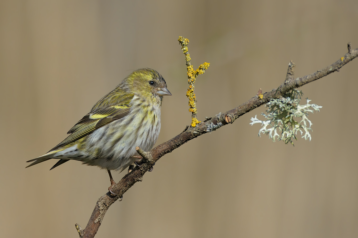 Lucherino-femmina_DSC0771