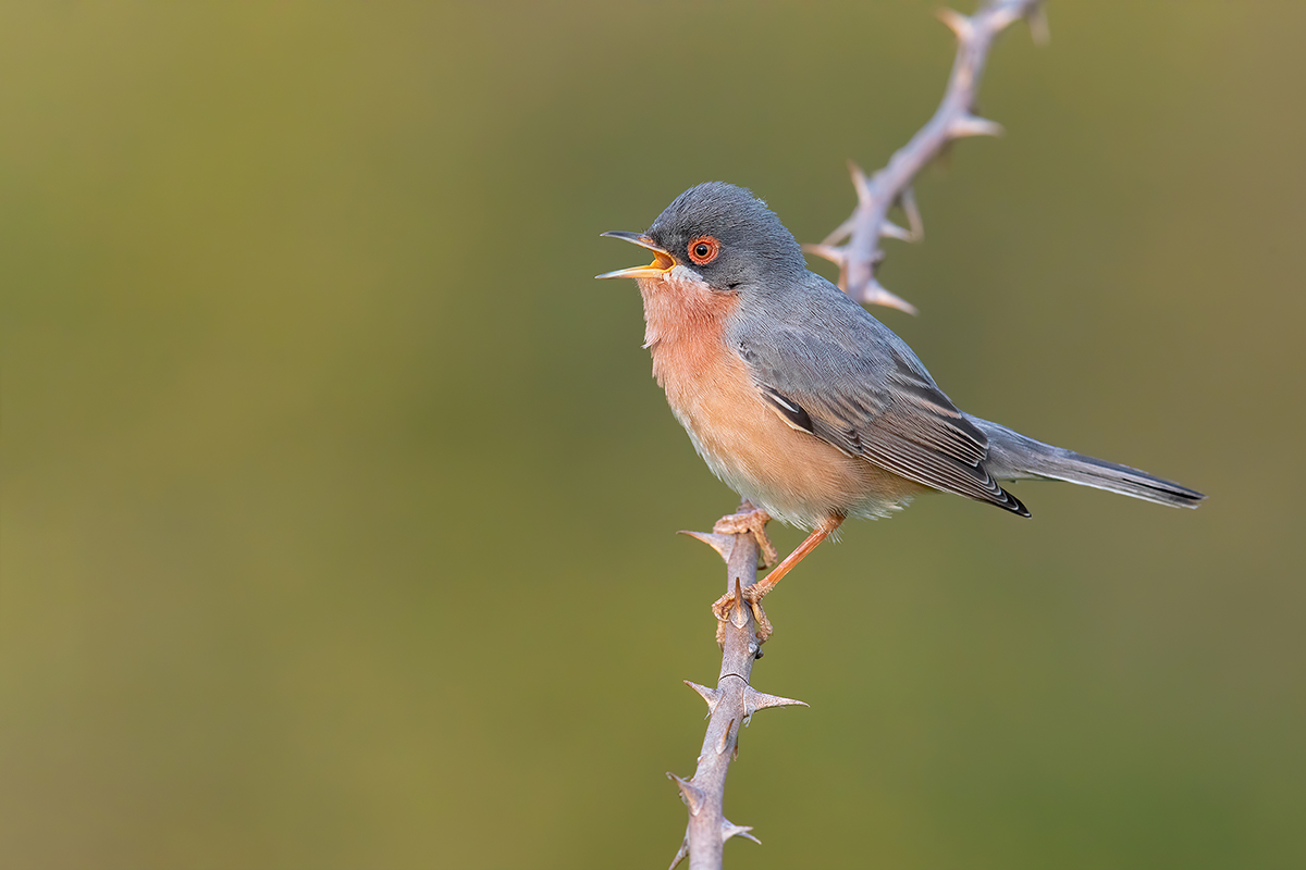 Sterpazzolina di Moltoni
