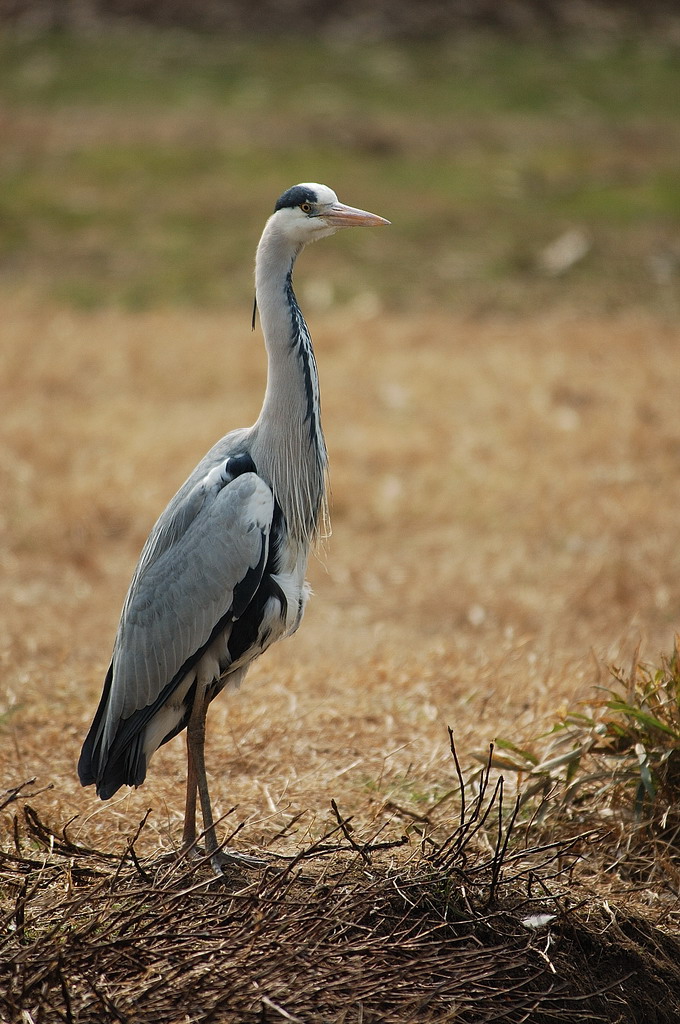 Airone_Cenerino_0001