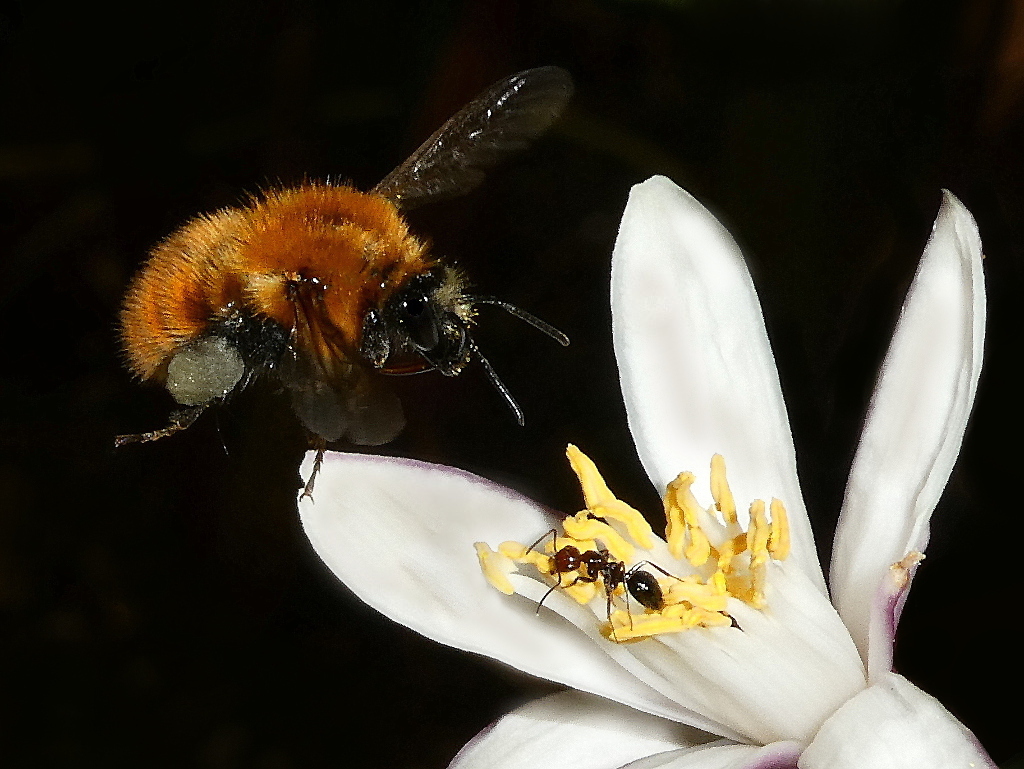*** C'ero prima io ***