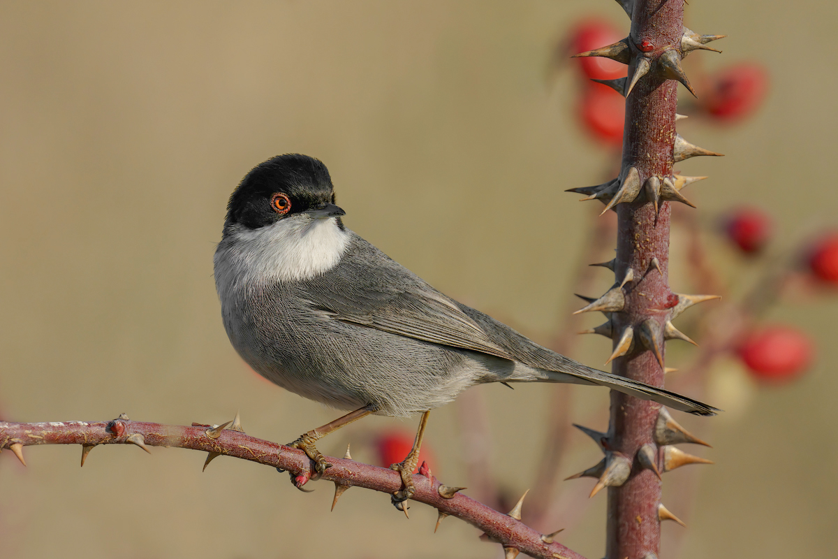 Occhiocotto (Sylvia melanocephala)