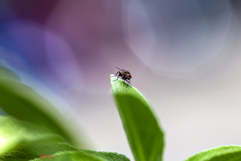 Mosca su Salvia!