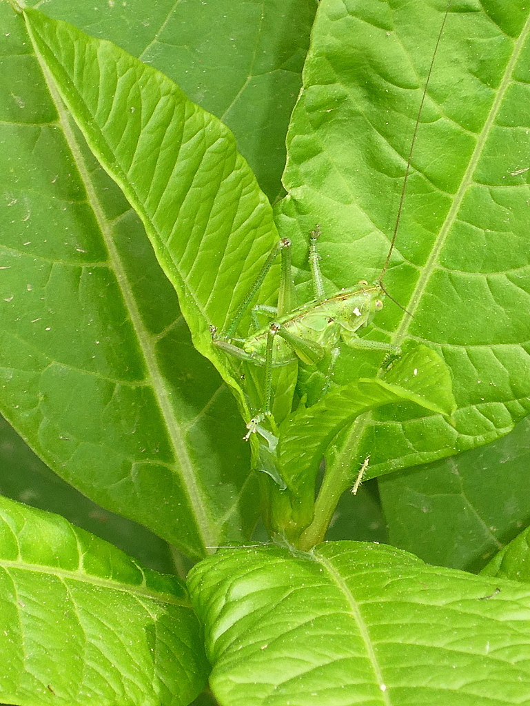 *** Solo foglie??? ***