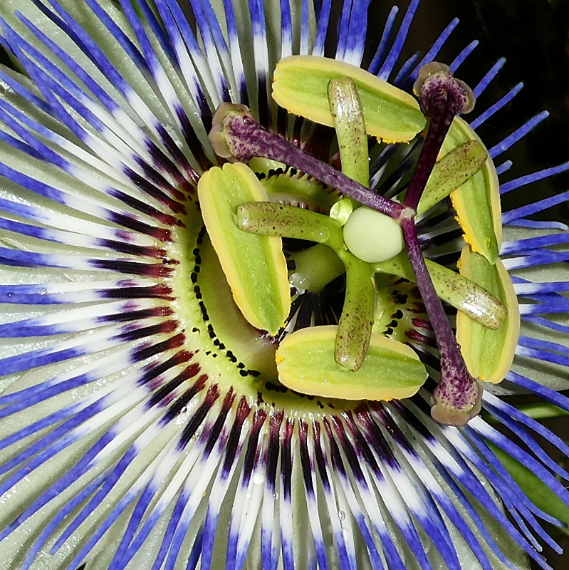 *** Drone da giardino ***