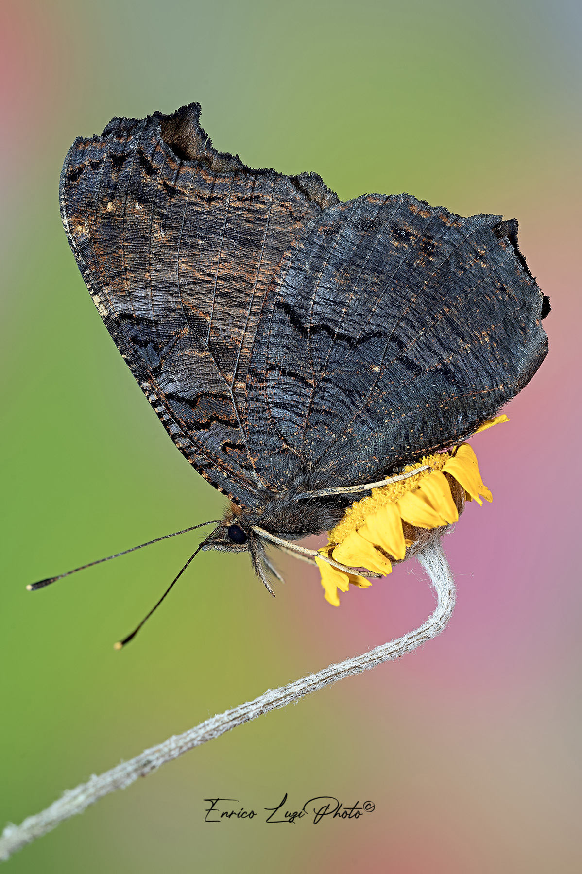 Aglais io (Linneaus, 1758)