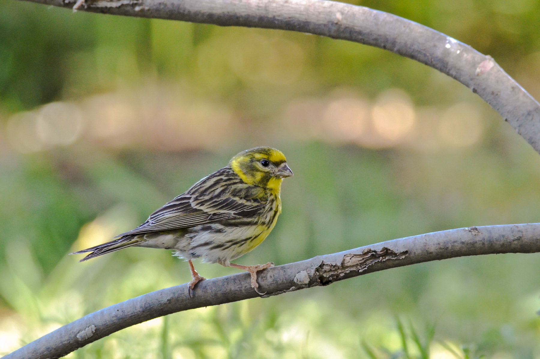 Verzellino in cornice