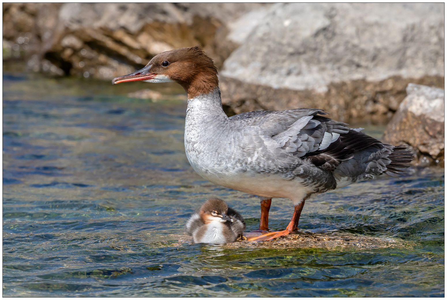 Mucchio selvaggio - Smerghi maggiori