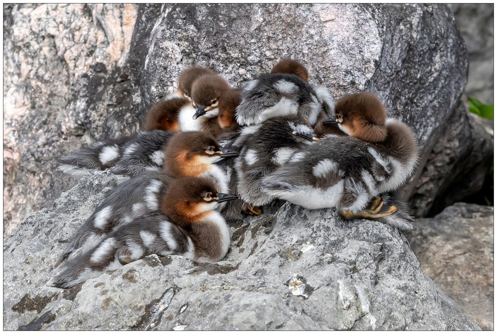 Mucchio selvaggio 1- piccoli Smerghi maggiori