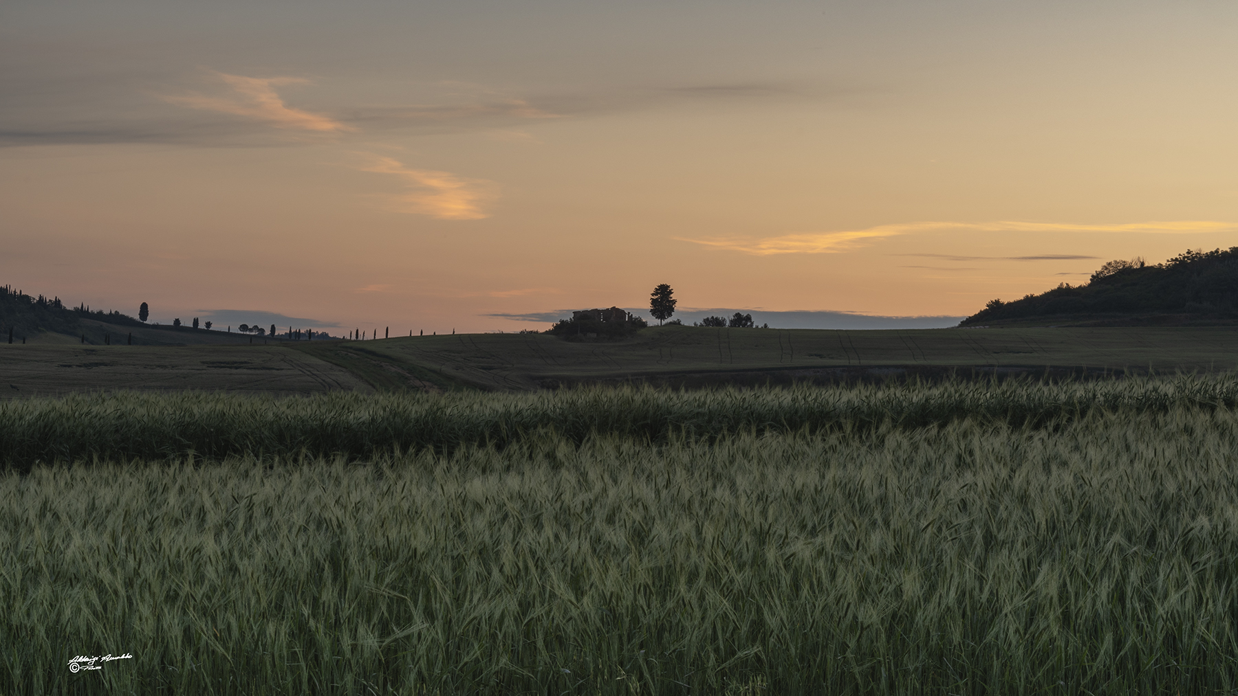 Spighe di grano all'alba 1