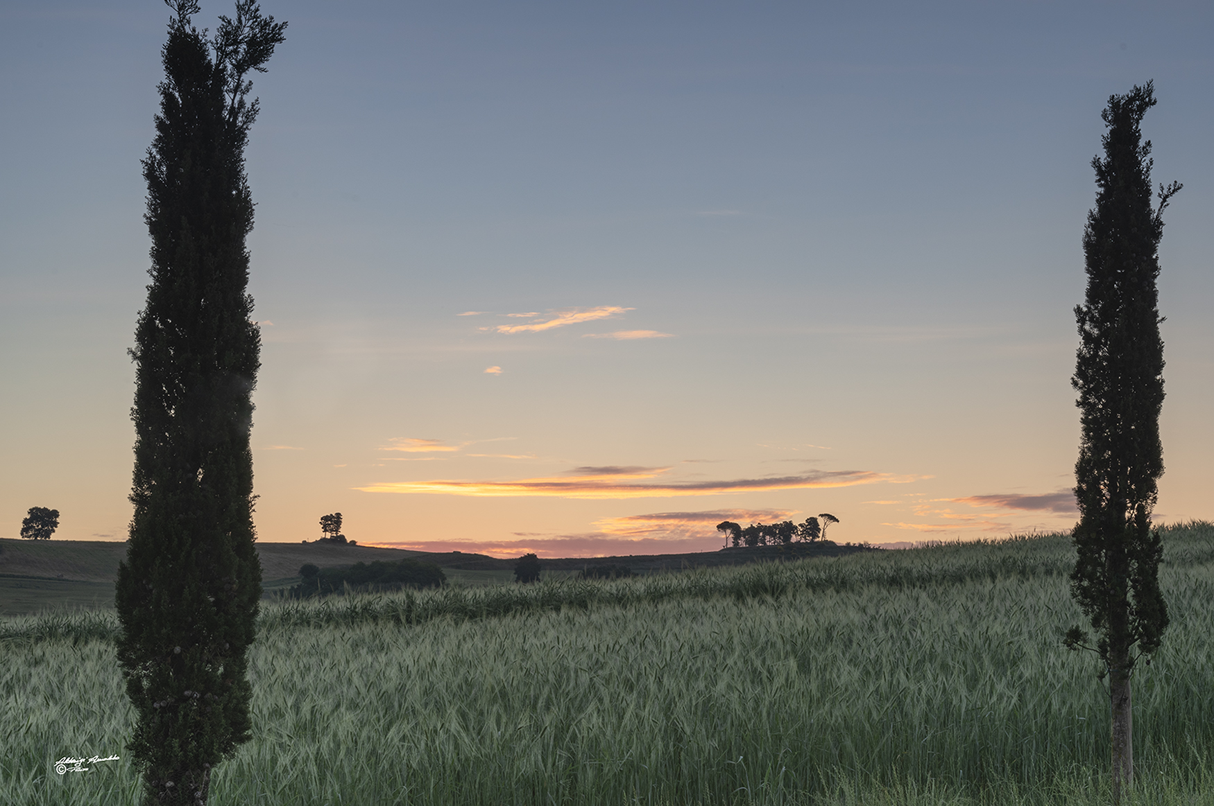 Spighe di grano all'alba 3