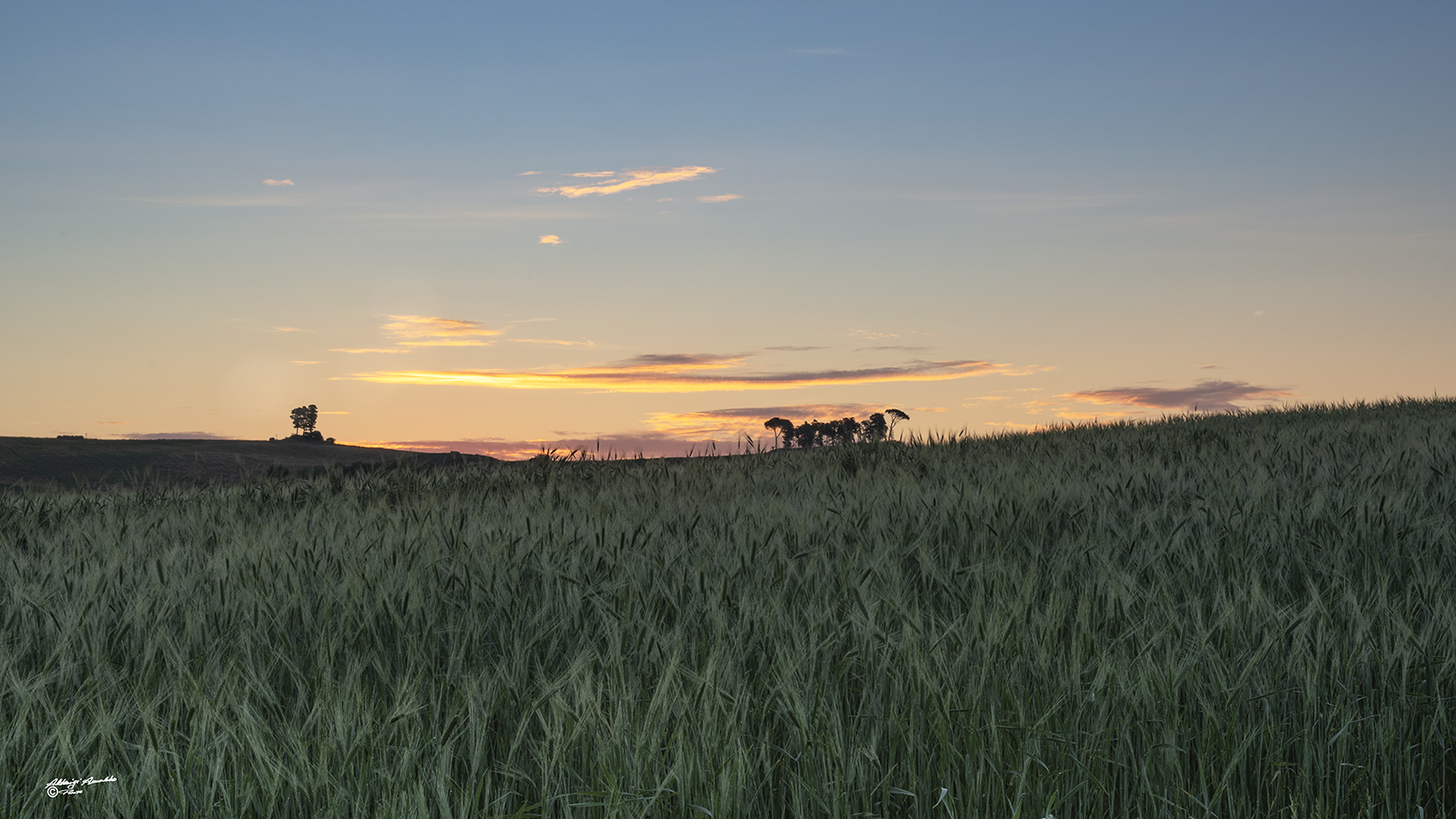 Spighe di grano all'alba 2