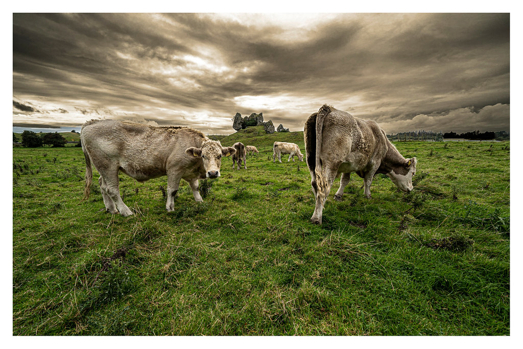 "Alla stanga", omaggio a Segantini