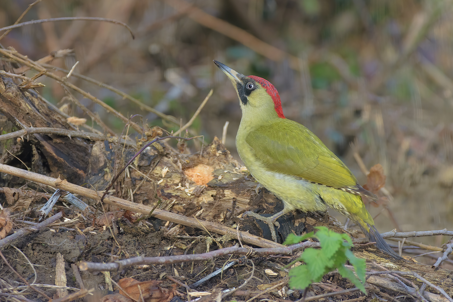 Picchio verde_DSC0650
