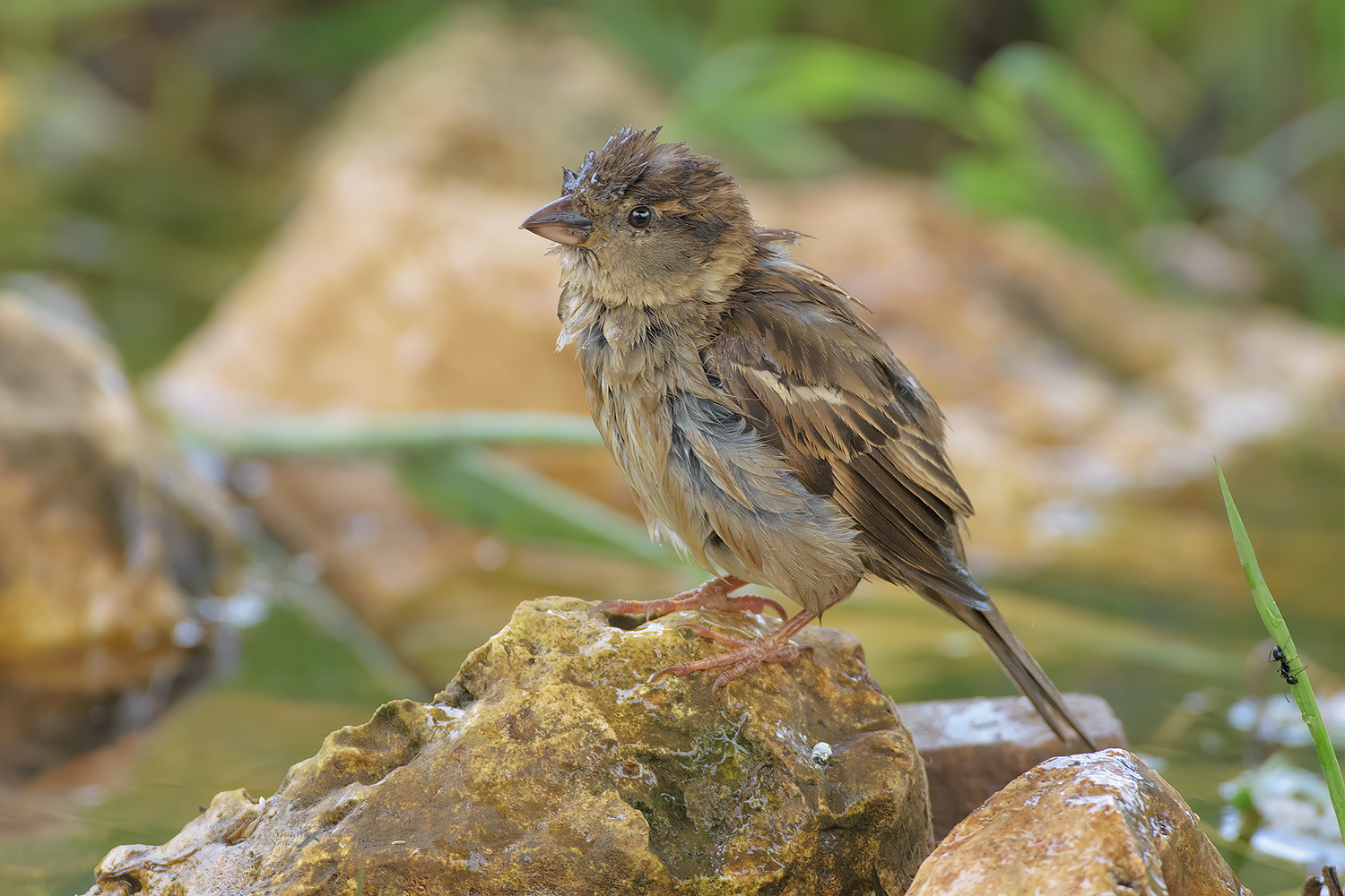 Passera-d'Italia-_DSC1844