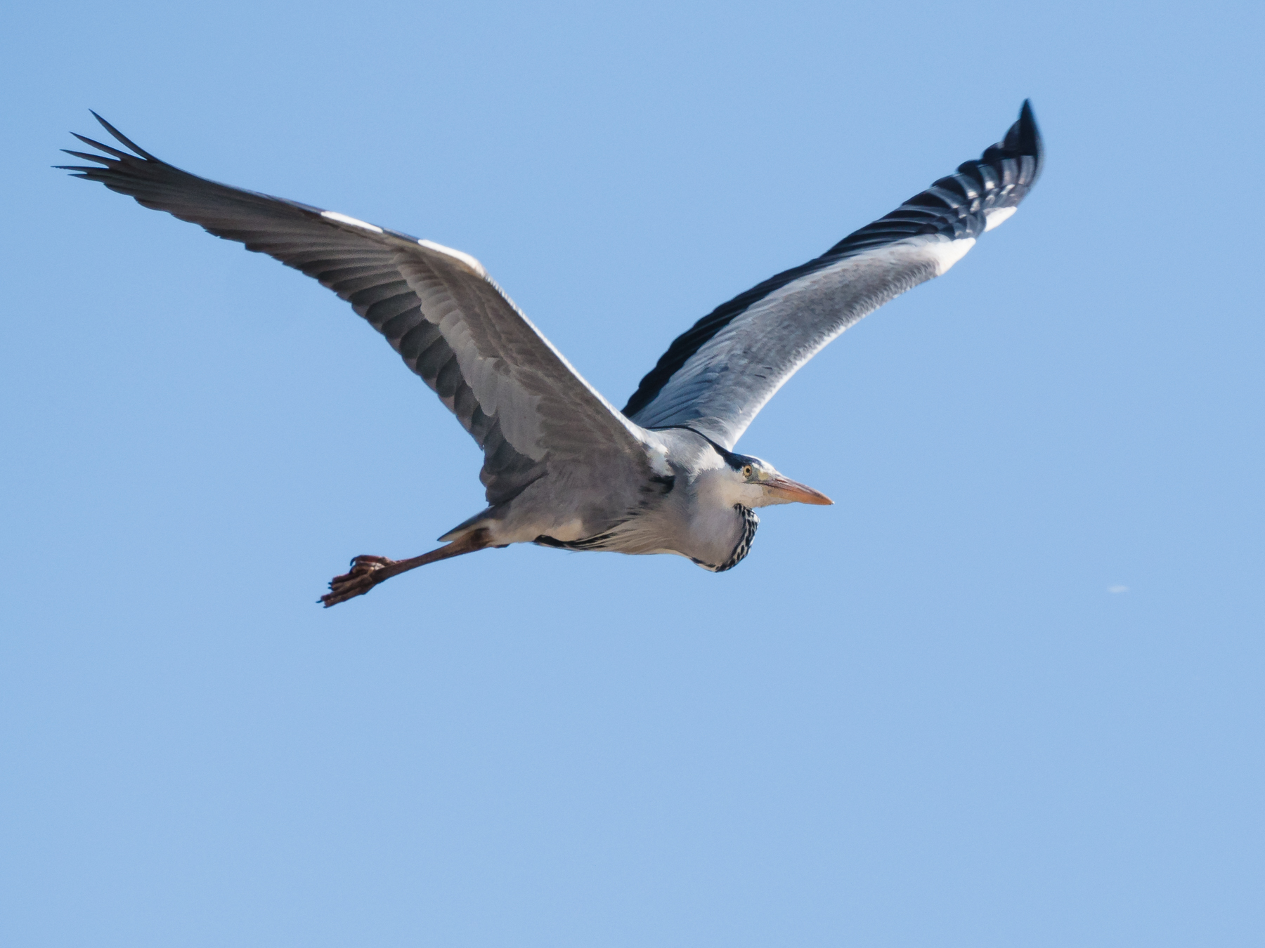 Airone cenerino in volo
