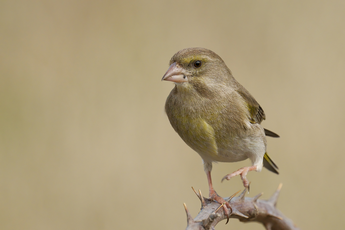 Verdone (Chloris chloris)