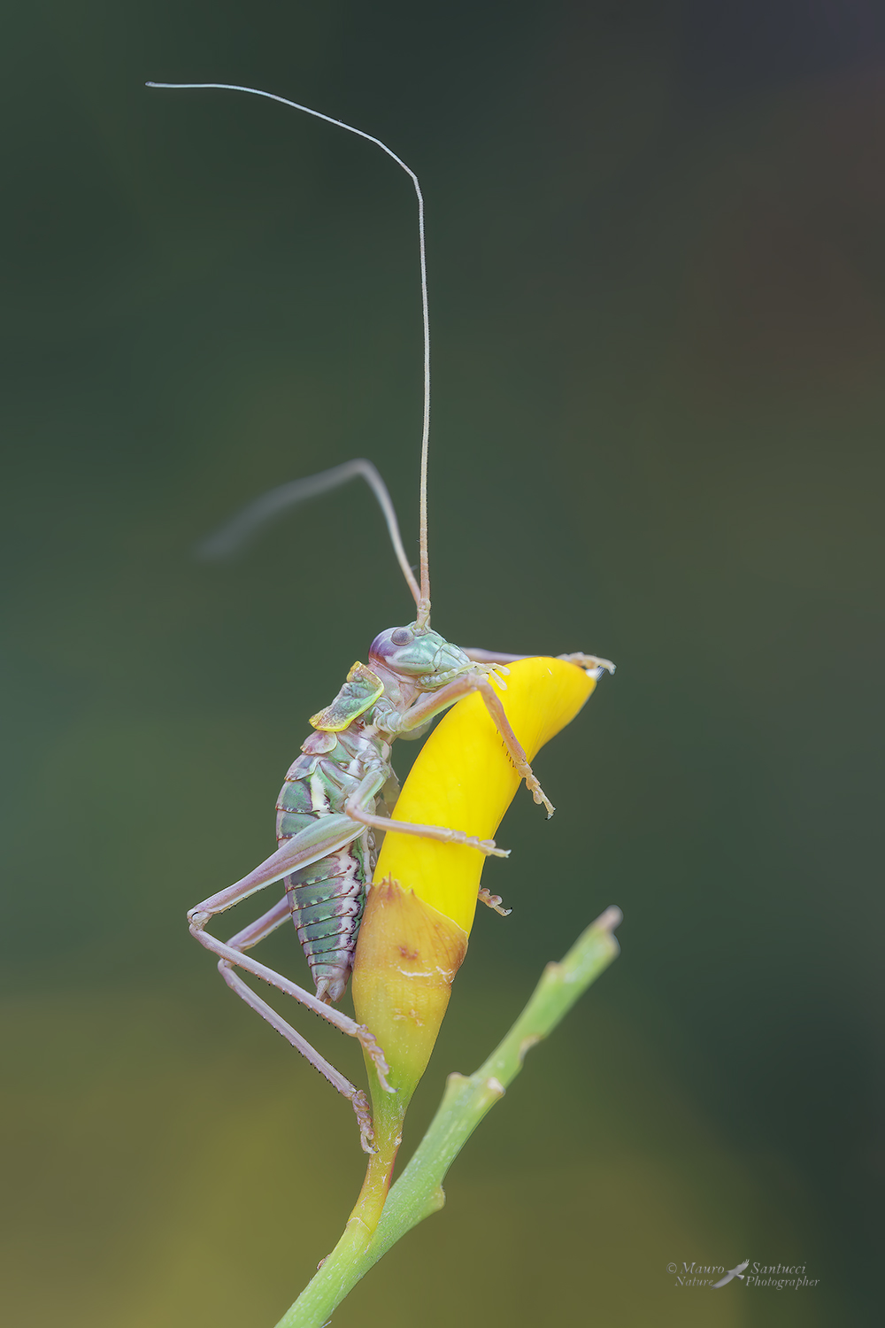 Ortottero-giovane_DSC0388