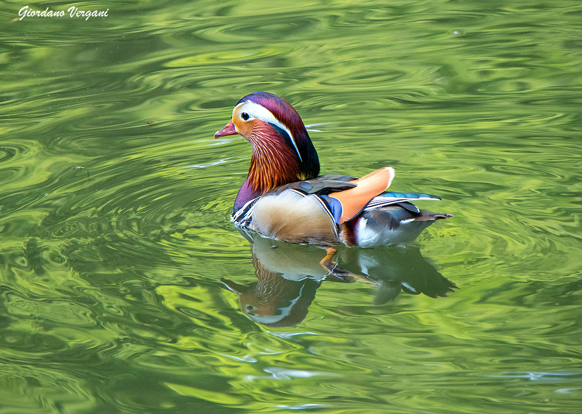 Aix Galericulata (Anatra Mandarina)