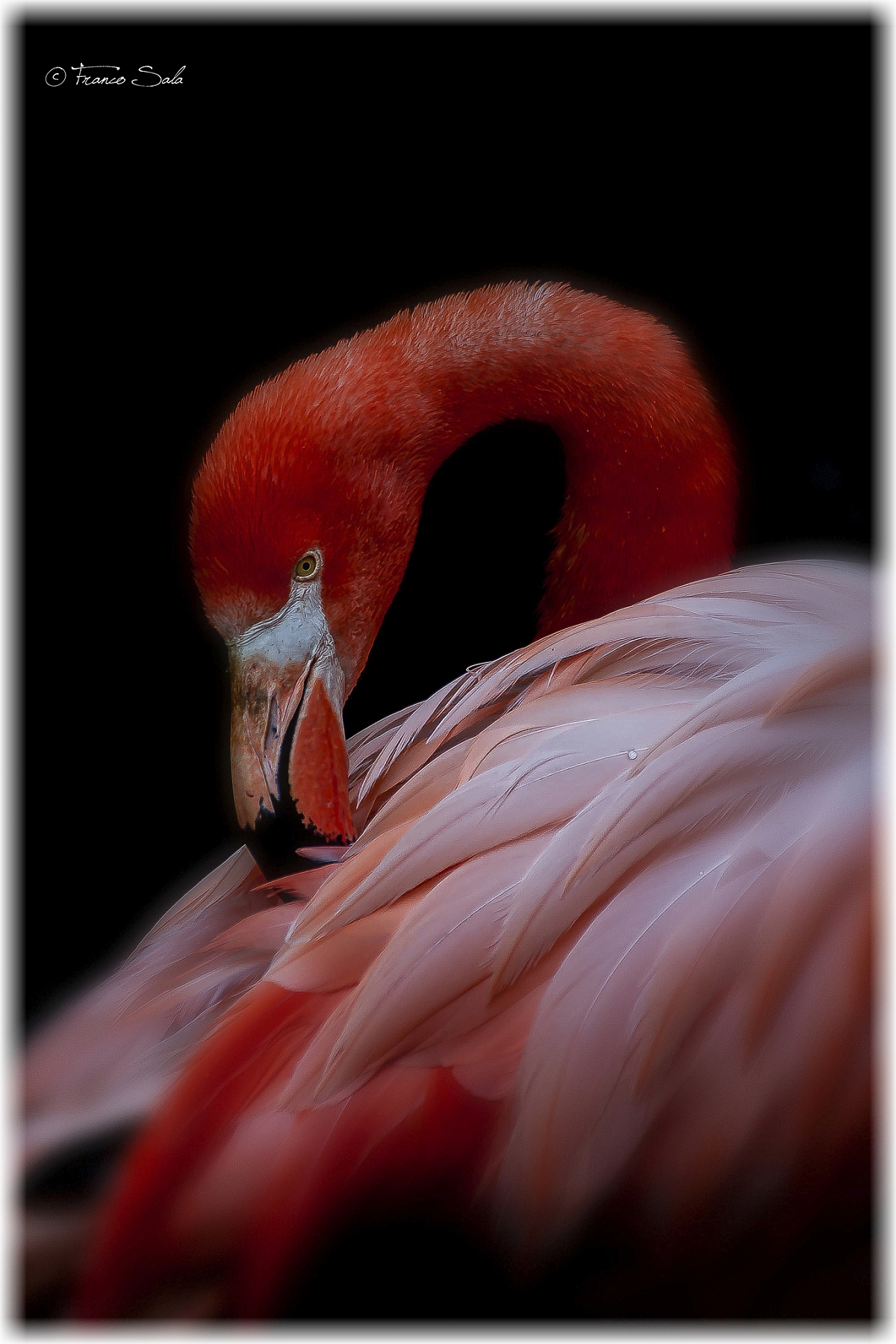 PHOENICOPTERUS RUBER