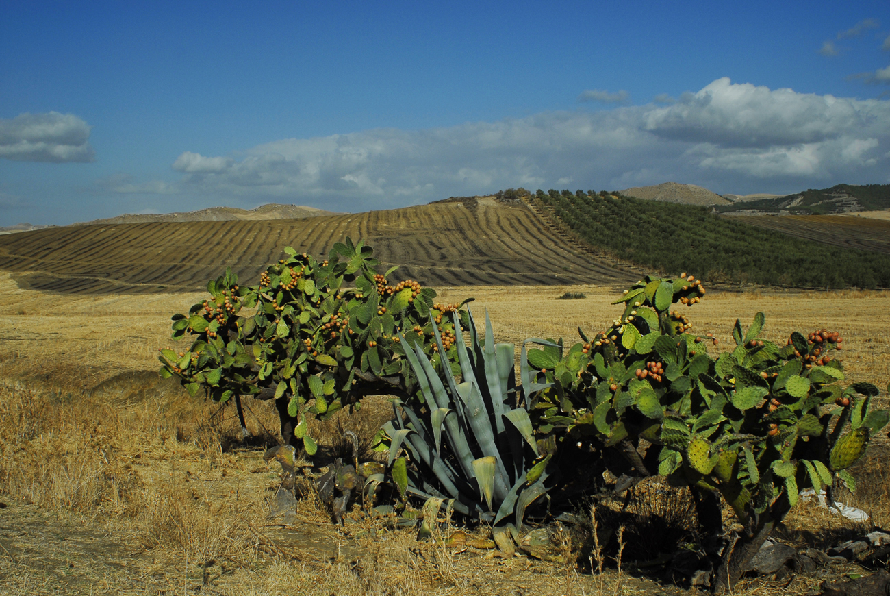 Terre di Sicilia.