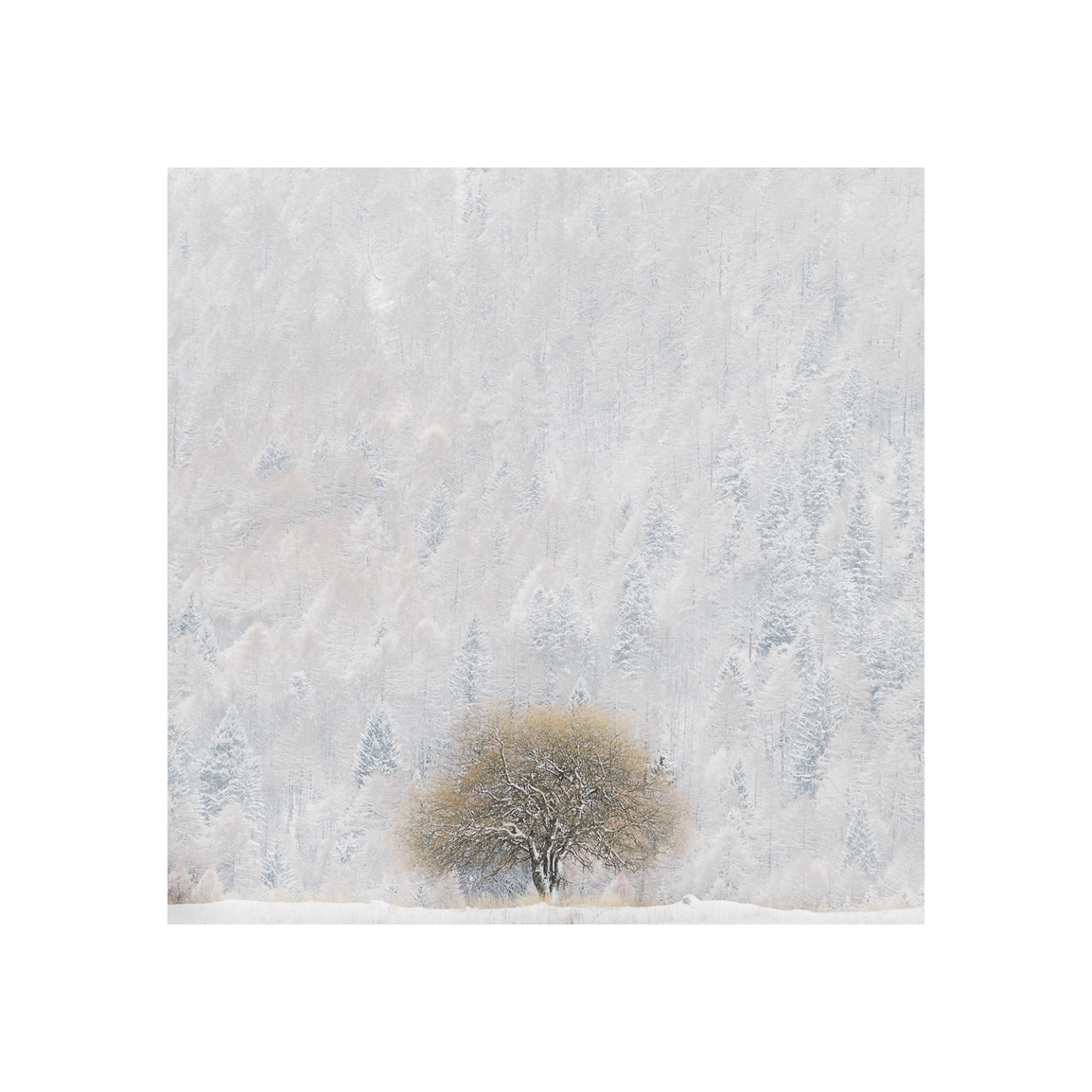 Ramificazioni Invernali