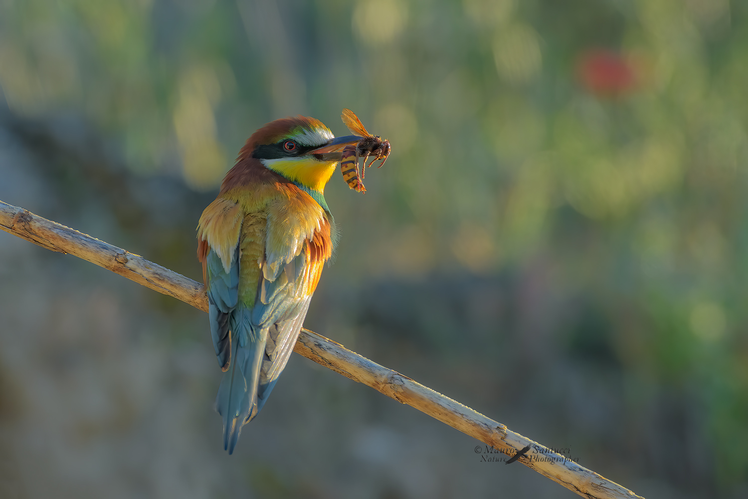 Gruccione,-preda-e-controluce_DSC3675