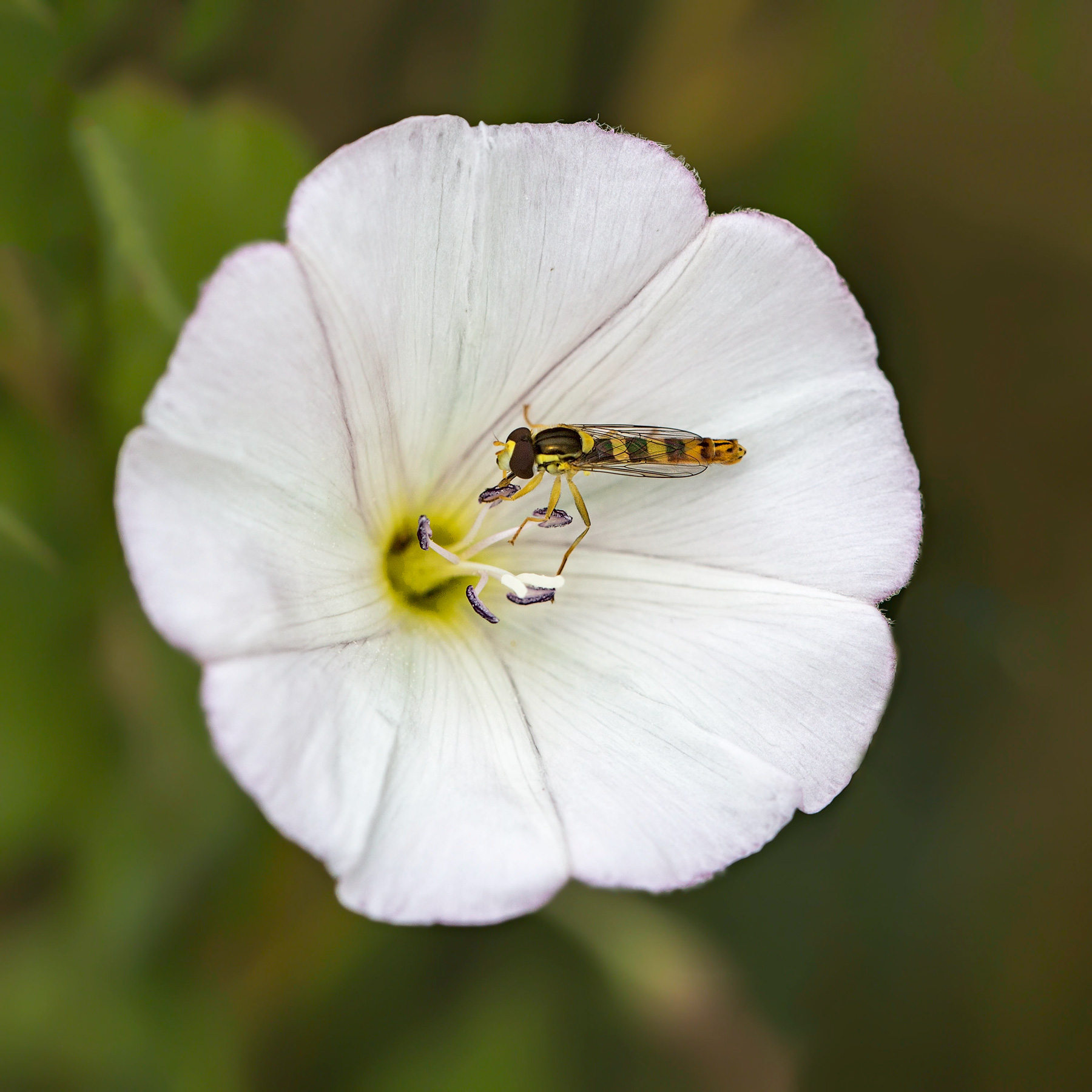 Sirfide su Convolvolo