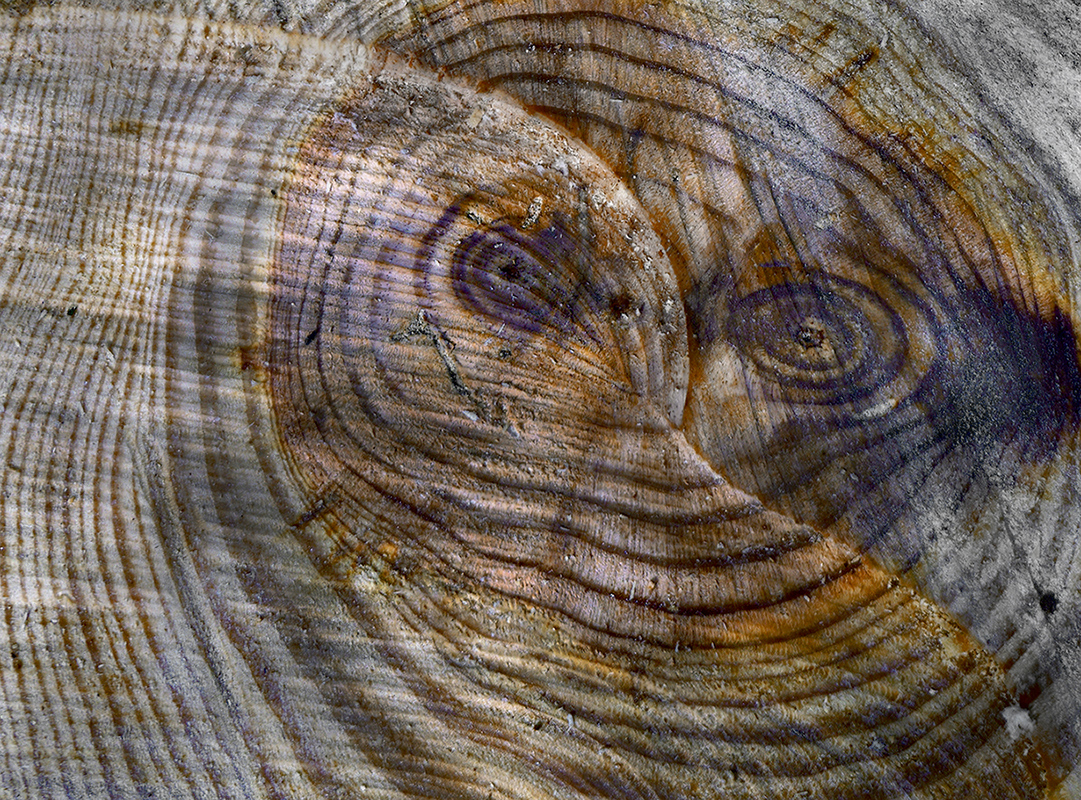 immagine pareidolica